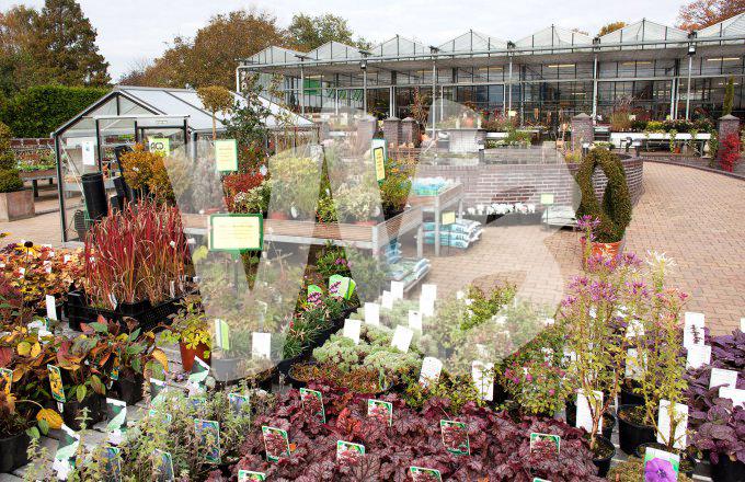bloemen en planten vvbvanbree     1151